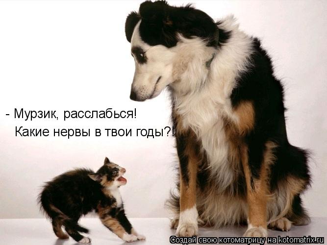 - Мурзик, расслабься! Какие нервы в твои годы?!... Котоматрица: - Мурзик, расслабься! Какие нервы в твои годы?!
