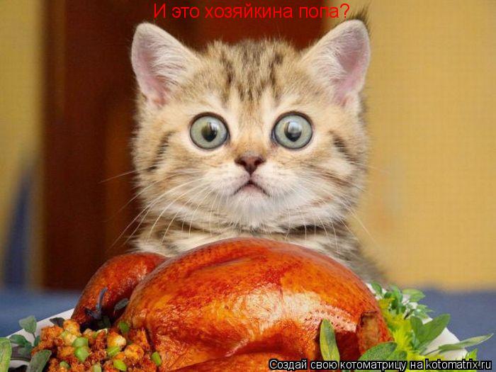 И это хозяйкина попа?... Котоматрица: И это хозяйкина попа?