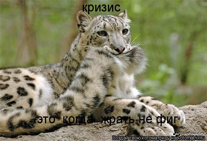 кризис это когда жрать не фиг... Котоматрица: кризис это когда жрать не фиг