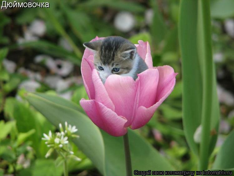 Дюймовочка... Котоматрица: Дюймовочка
