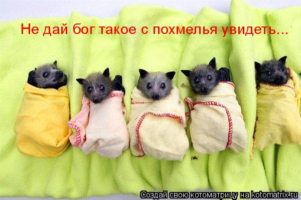 Не дай бог такое с похмелья увидеть...... Котоматрица: Не дай бог такое с похмелья увидеть...