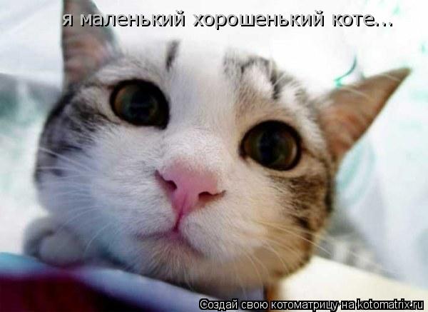 я маленький хорошенький коте...... Котоматрица: я маленький хорошенький коте...