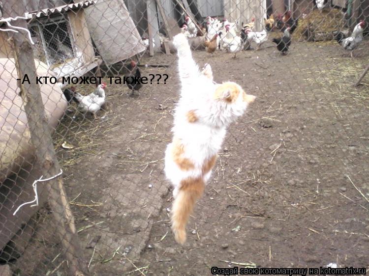 -А кто может также???... Котоматрица: -А кто может также???