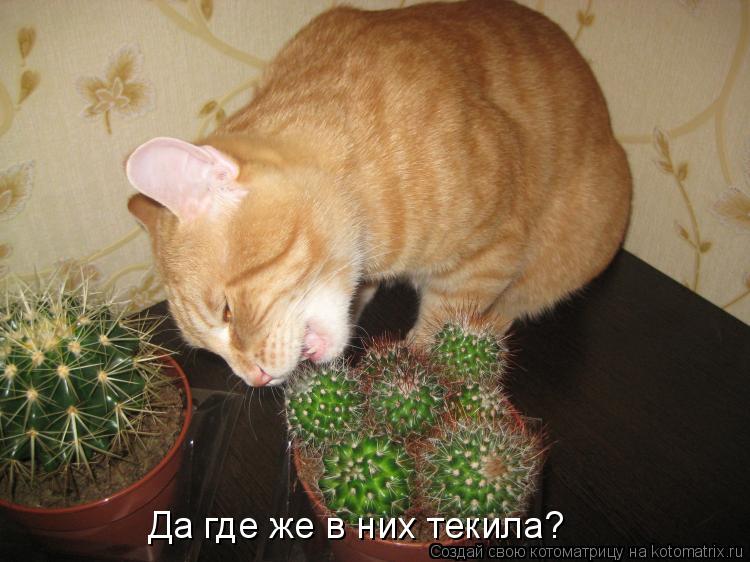 Да где же в них текила?... Котоматрица: Да где же в них текила?