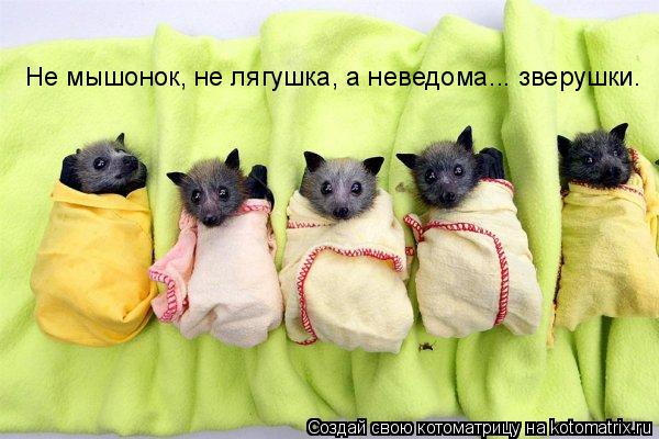 Не мышонок, не лягушка, а неведома... зверушки.... Котоматрица: Не мышонок, не лягушка, а неведома... зверушки.