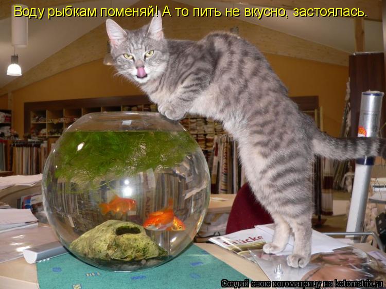 Воду рыбкам поменяй! А то пить не вкусно, застоялась.... Котоматрица: Воду рыбкам поменяй! А то пить не вкусно, застоялась.