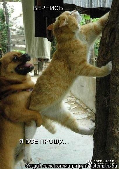 Я ВСЕ ПРОЩУ.... ВЕРНИСЬ....... Котоматрица: Я ВСЕ ПРОЩУ.... ВЕРНИСЬ....