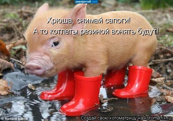 А то котлеты резиной вонять будут! Хрюша, снимай сапоги!... Котоматрица: А то котлеты резиной вонять будут! Хрюша, снимай сапоги!