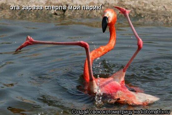 эта зараза сперла мой парик!... Котоматрица: эта зараза сперла мой парик!