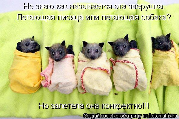 Не знаю как называется эта зверушка, Летающая лисица или летающая собака? Но залетела она конкректно!... Котоматрица: Не знаю как называется эта зверушка, Летающая лисица или летающая собака? Но залетела она конкректно!!!