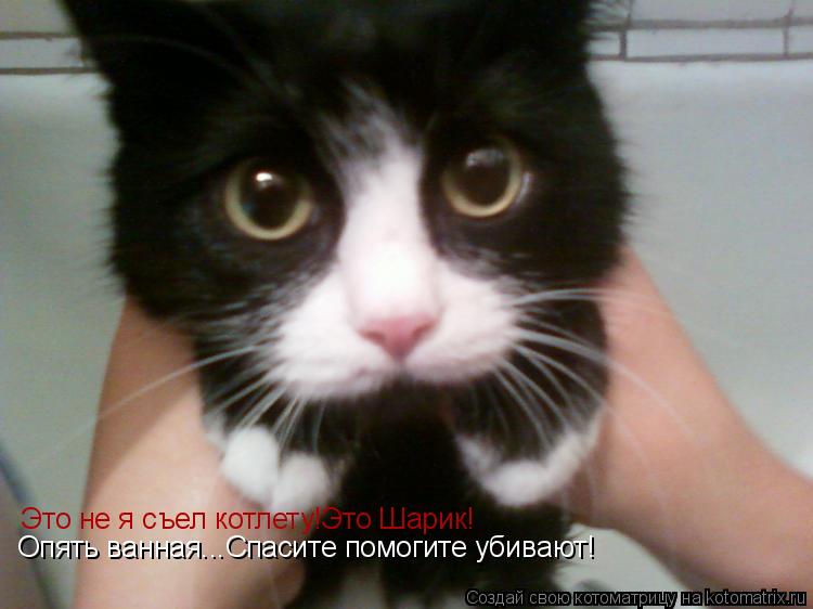 Это не я съел котлету!Это Шарик! Опять ванная...Спасите помогите убивают!... Котоматрица: Это не я съел котлету!Это Шарик! Опять ванная...Спасите помогите убивают!
