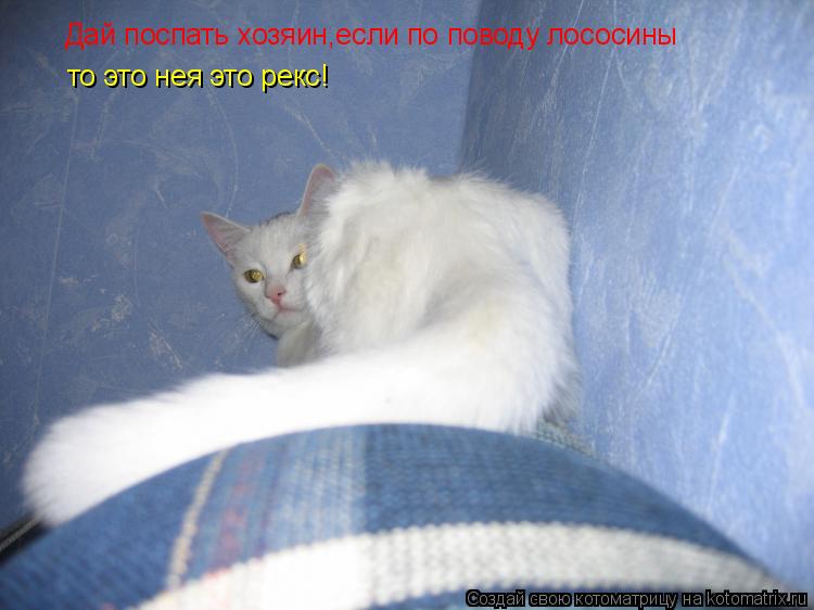 Дай поспать хозяин,если по поводу лососины то это нея это рекс!... Котоматрица: Дай поспать хозяин,если по поводу лососины то это нея это рекс!