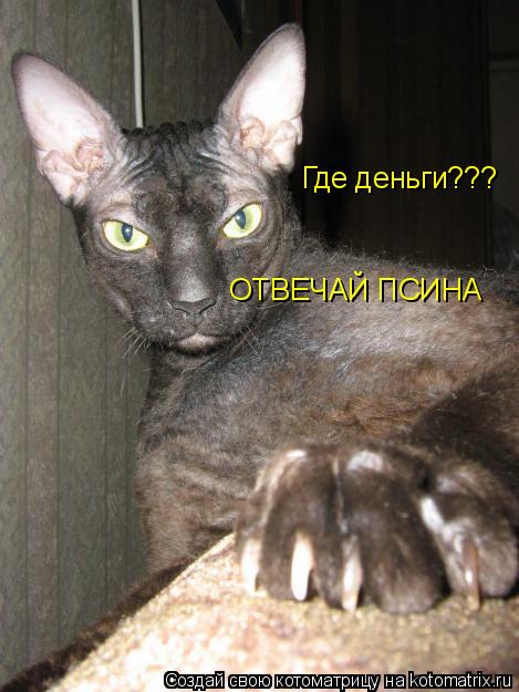 Где деньги??? ОТВЕЧАЙ ПСИНА... Котоматрица: Где деньги??? ОТВЕЧАЙ ПСИНА