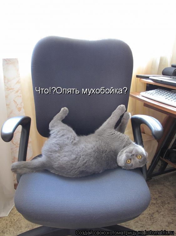 Что!?Опять мухобойка?... Котоматрица: Что!?Опять мухобойка?