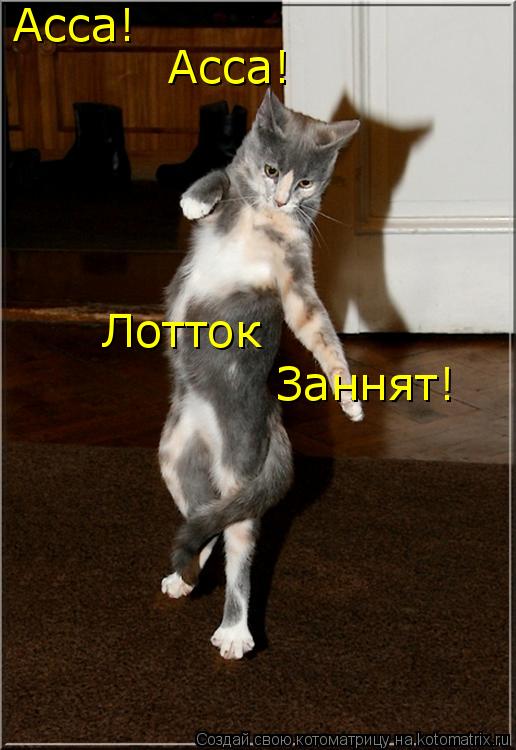 Асса! Асса! Лотток Заннят!... Котоматрица: Асса! Асса! Лотток Заннят!