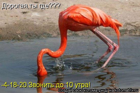 Дорогая,ты где??? -4-18-20.Звонить до 10 утра!... Котоматрица: Дорогая,ты где??? -4-18-20.Звонить до 10 утра!