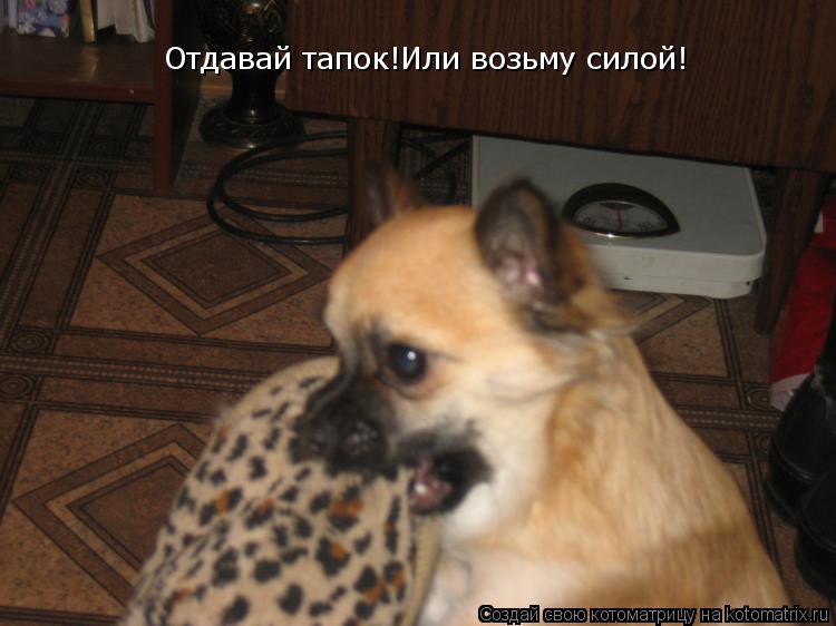 Отдавай тапок!Или возьму силой!... Котоматрица: Отдавай тапок!Или возьму силой!