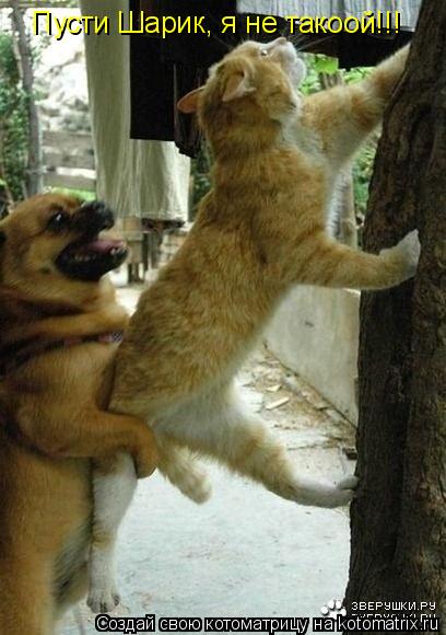 Пусти Шарик, я не такоой!!!... Котоматрица: Пусти Шарик, я не такоой!!!