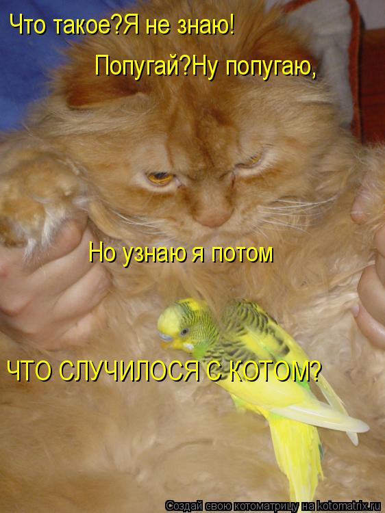 Что такое?Я не знаю! Попугай?Ну попугаю, Но узнаю я потом ЧТО СЛУЧИЛОСЯ С КОТОМ?... Котоматрица: Что такое?Я не знаю! Попугай?Ну попугаю, Но узнаю я потом ЧТО СЛУЧИЛОСЯ С КОТОМ?