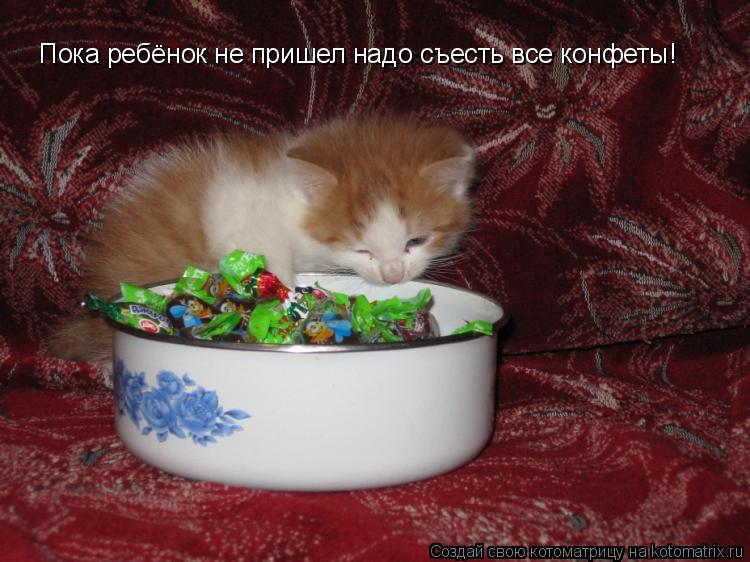 Пока ребёнок не пришел надо съесть все конфеты!... Котоматрица: Пока ребёнок не пришел надо съесть все конфеты!