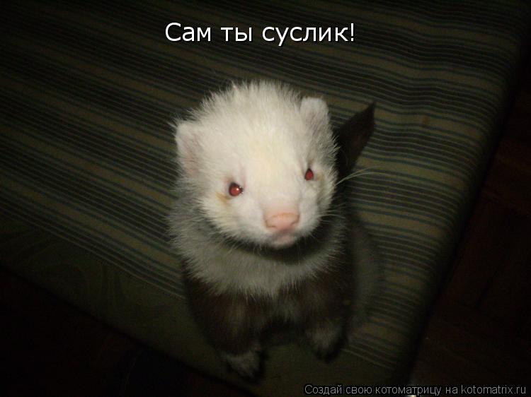 Сам ты суслик!... Котоматрица: Сам ты суслик!