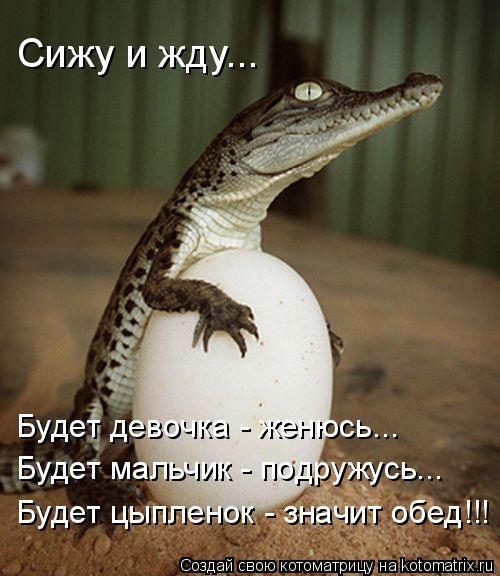 Сижу и жду... Будет девочка - женюсь... Будет мальчик - подружусь... Будет цыпленок - значит обед!!!... Котоматрица: Сижу и жду... Будет девочка - женюсь... Будет мальчик - подружусь... Будет цыпленок - значит обед!!!