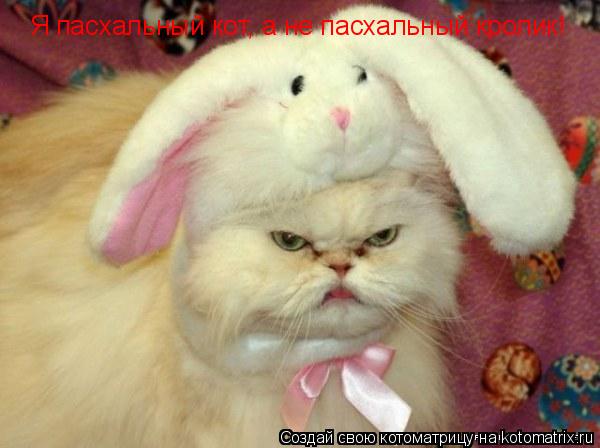 Я пасхальный кот, а не пасхальный кролик!... Котоматрица: Я пасхальный кот, а не пасхальный кролик!