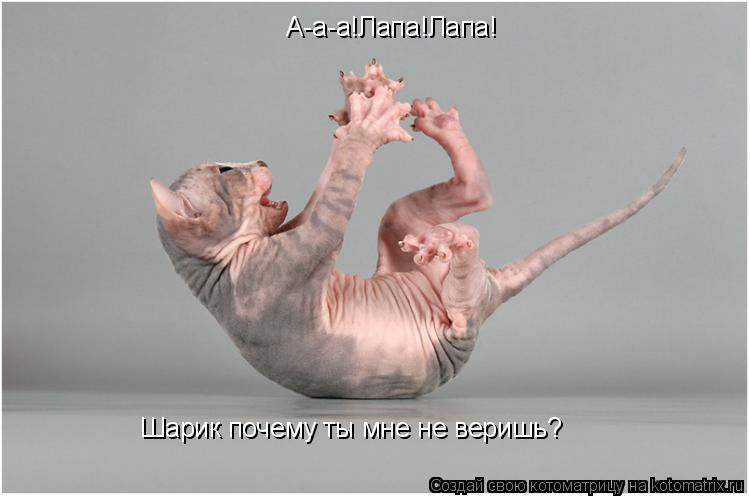 Котоматрица: А-а-а!Лапа!Лапа! Шарик почему ты мне не веришь?