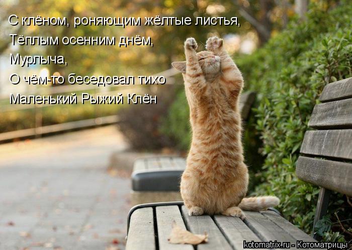 С клёном, роняющим жёлтые листья, Тёплым осенним днём, Мурлыча, О чём-то беседовал тихо Маленький Рыж... Котоматрица: С клёном, роняющим жёлтые листья, Тёплым осенним днём, Мурлыча, О чём-то беседовал тихо Маленький Рыжий Клён