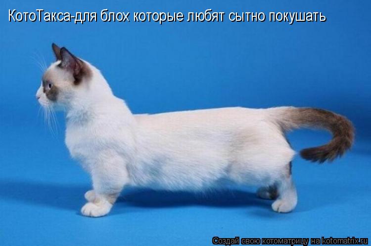 КотоТакса-для блох которые любят сытно покушать... Котоматрица: КотоТакса-для блох которые любят сытно покушать
