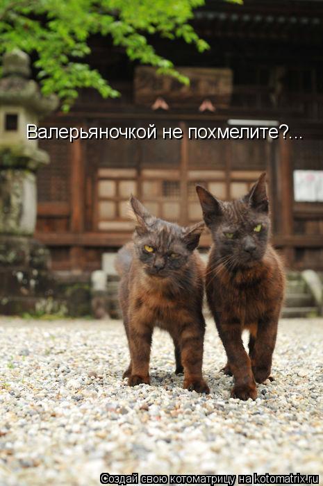 Валерьяночкой не похмелите?...... Котоматрица: Валерьяночкой не похмелите?...