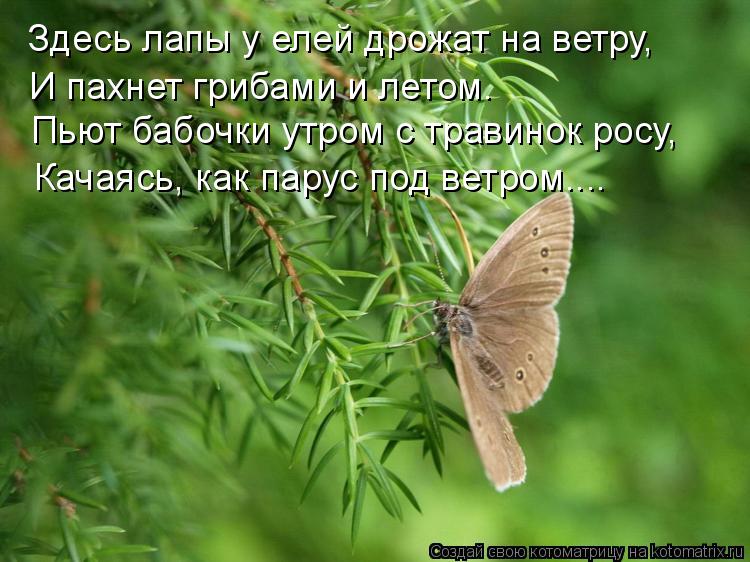 Здесь лапы у елей дрожат на ветру, И пахнет грибами и летом. Пьют бабочки утром с травинок росу, Кач... Котоматрица: Здесь лапы у елей дрожат на ветру, И пахнет грибами и летом. Пьют бабочки утром с травинок росу, Качаясь, как парус под ветром....