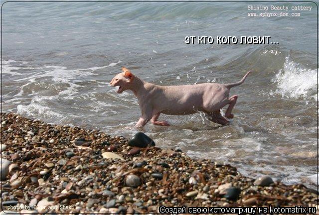 эт кто кого ловит...... Котоматрица: эт кто кого ловит...