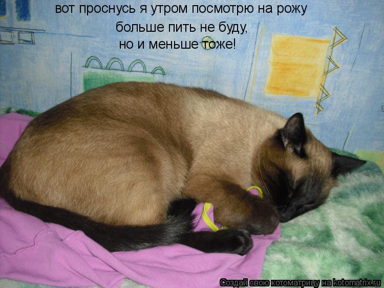 вот проснусь я утром посмотрю на рожу больше пить не буду, но и меньше тоже!... Котоматрица: вот проснусь я утром посмотрю на рожу больше пить не буду, но и меньше тоже!