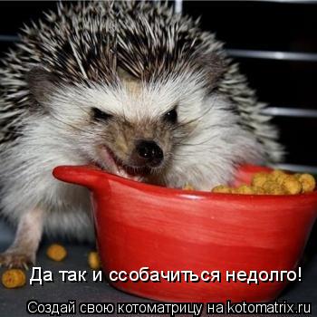 Да так и ссобачиться недолго!... Котоматрица: Да так и ссобачиться недолго!