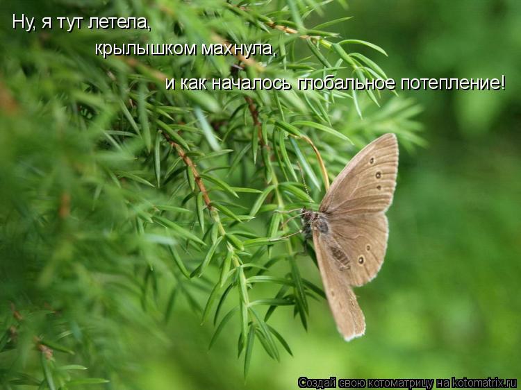 Ну, я тут летела, крылышком махнула, и как началось глобальное потепление!... Котоматрица: Ну, я тут летела, крылышком махнула, и как началось глобальное потепление!