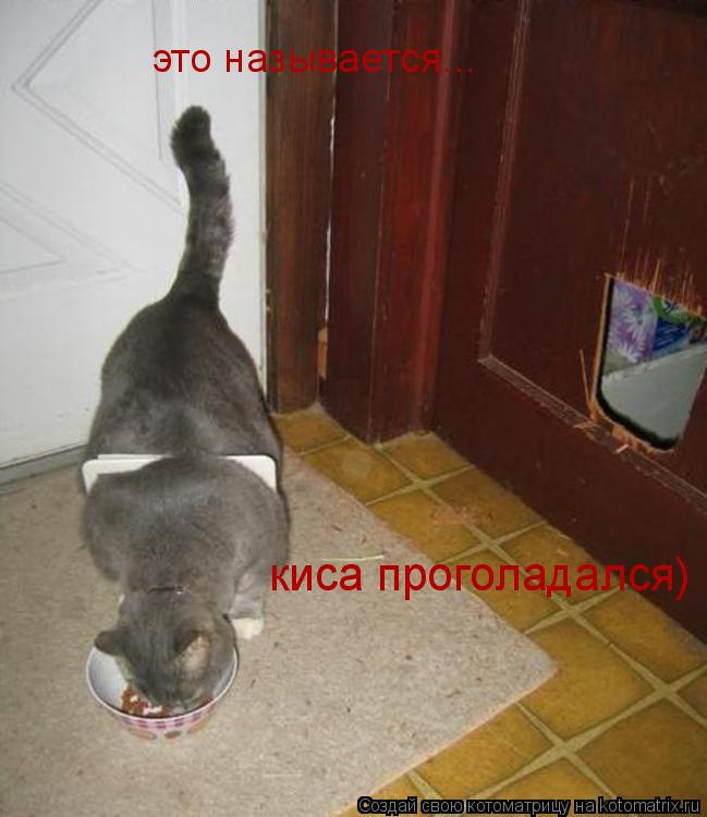 это называется... киса проголадался)... Котоматрица: это называется... киса проголадался)
