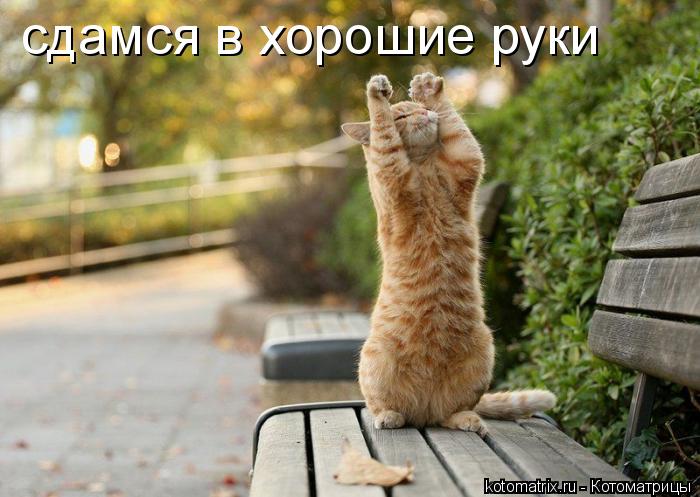 сдамся в хорошие руки... Котоматрица: сдамся в хорошие руки