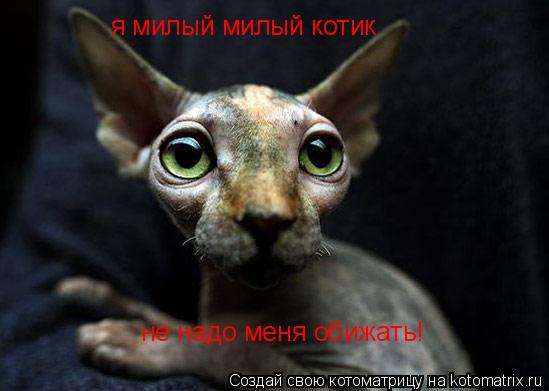 я милый милый котик не надо меня обижать!... Котоматрица: я милый милый котик не надо меня обижать!