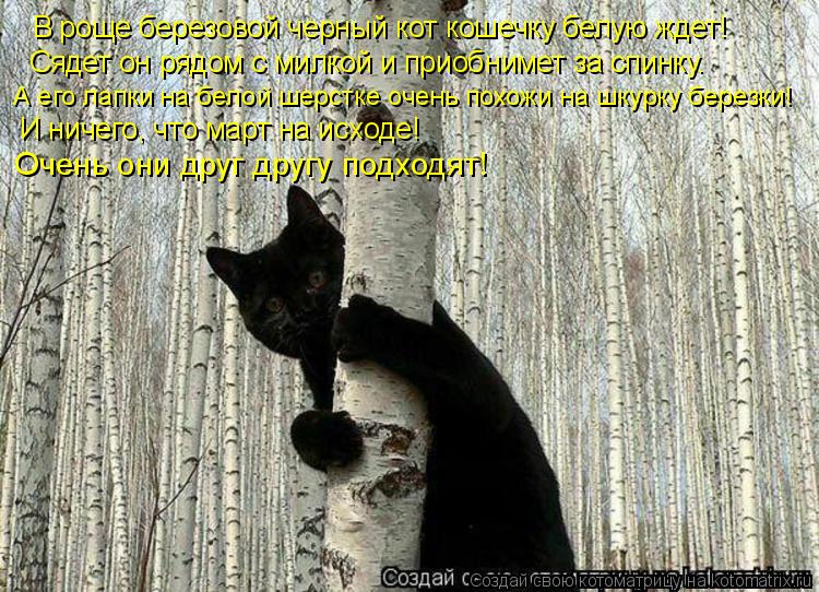 В роще березовой черный кот кошечку белую ждет! Сядет он рядом с милкой и приобнимет за спинку. А его... Котоматрица: В роще березовой черный кот кошечку белую ждет! Сядет он рядом с милкой и приобнимет за спинку. А его лапки на белой шерстке очень похожи на