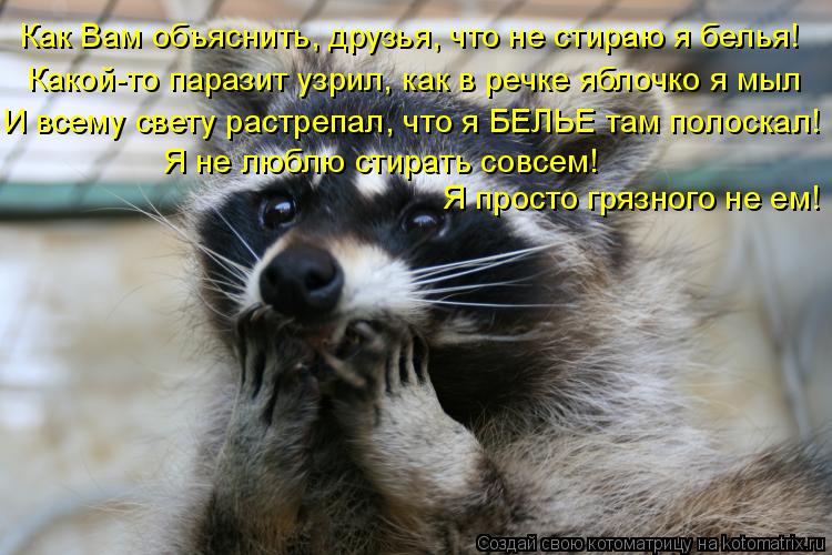 Какой-то паразит узрил, как в речке яблочко я мыл И всему свету растрепал, что я БЕЛЬЕ там полоскал! ... Котоматрица: Какой-то паразит узрил, как в речке яблочко я мыл И всему свету растрепал, что я БЕЛЬЕ там полоскал! Я не люблю стирать совсем! Я просто гряз