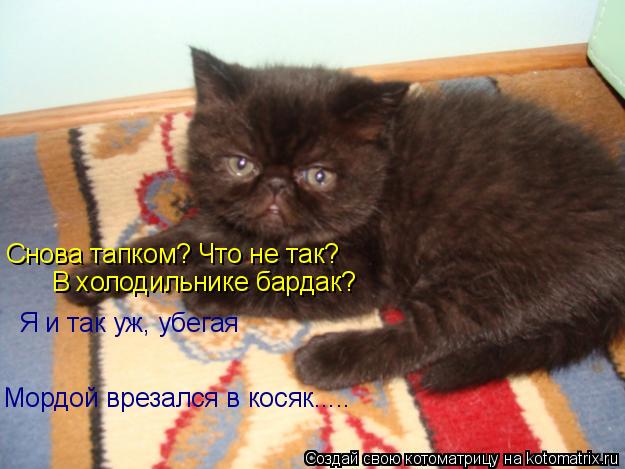 Снова тапком? Что не так? В холодильнике бардак? Я и так уж, убегая Мордой врезался в косяк........ Котоматрица: Снова тапком? Что не так? В холодильнике бардак? Я и так уж, убегая Мордой врезался в косяк.....