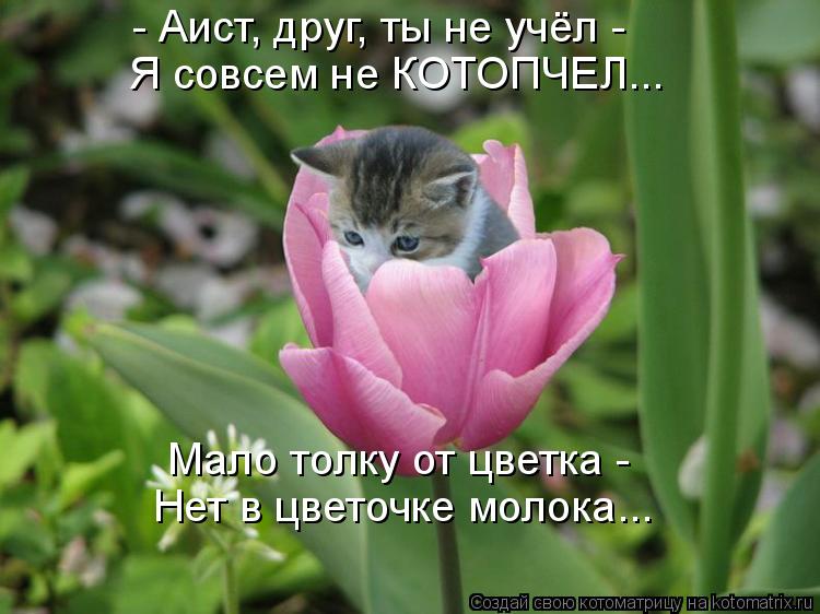 - Аист, друг, ты не учёл - Я совсем не КОТОПЧЕЛ... Мало толку от цветка - Нет в цветочке молока...... Котоматрица: - Аист, друг, ты не учёл - Я совсем не КОТОПЧЕЛ... Мало толку от цветка - Нет в цветочке молока...