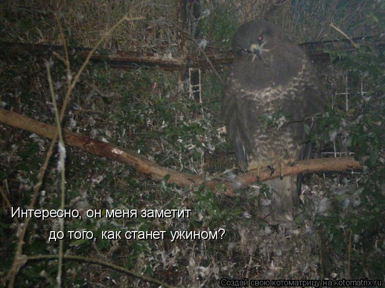 Интересно, он меня заметит до того, как станет ужином?... Котоматрица: Интересно, он меня заметит до того, как станет ужином?