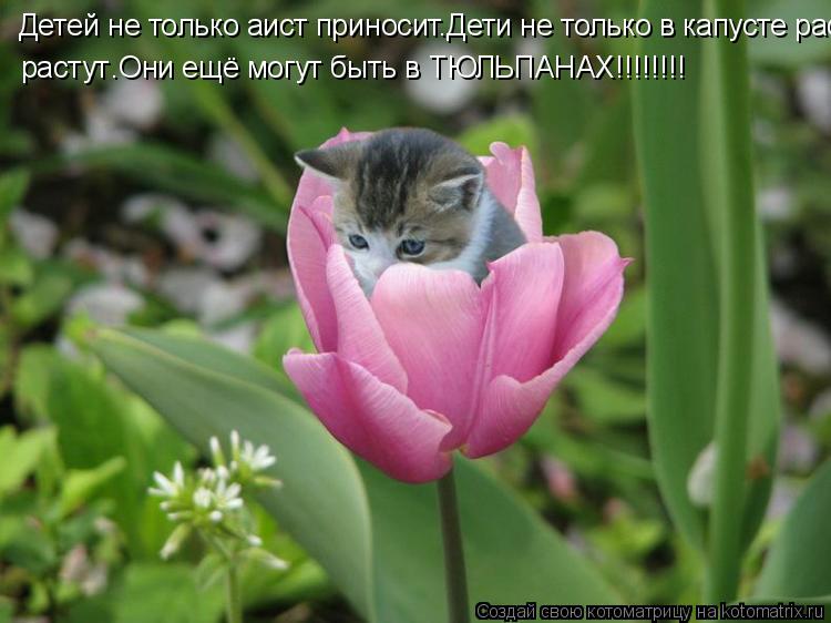 Детей не только аист приносит.Дети не только в капусте растут. растут .Они ещё могут быть в ТЮЛЬПАНАХ... Котоматрица: Детей не только аист приносит.Дети не только в капусте растут. растут .Они ещё могут быть в ТЮЛЬПАНАХ!!!!!!!!