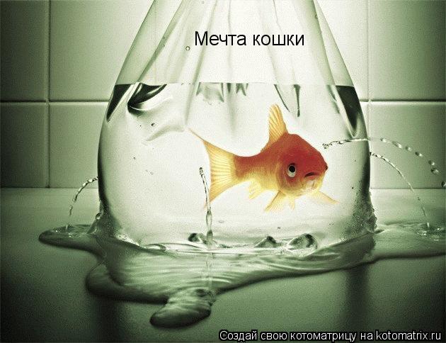 Мечта кошки... Котоматрица: Мечта кошки