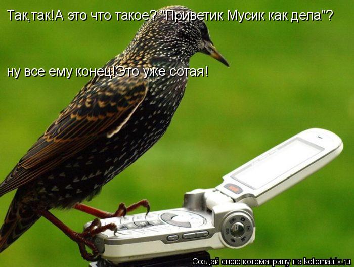 Так,так!А это что такое? "Приветик Мусик как дела"? ну все ему конец!Это уже сотая!... Котоматрица: Так,так!А это что такое? "Приветик Мусик как дела"? ну все ему конец!Это уже сотая!