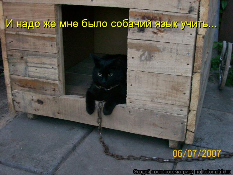 И надо же мне было собачий язык учить...... Котоматрица: И надо же мне было собачий язык учить...