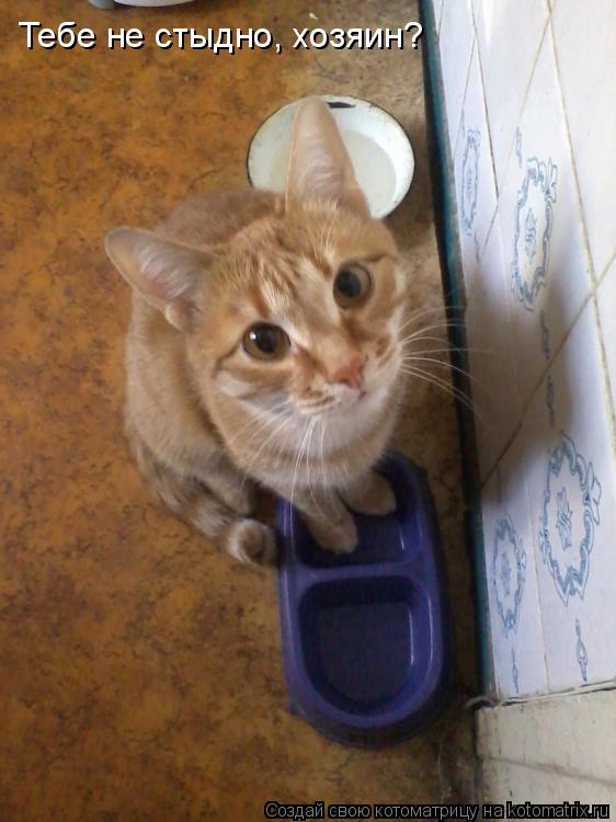Тебе не стыдно, хозяин?... Котоматрица: Тебе не стыдно, хозяин?