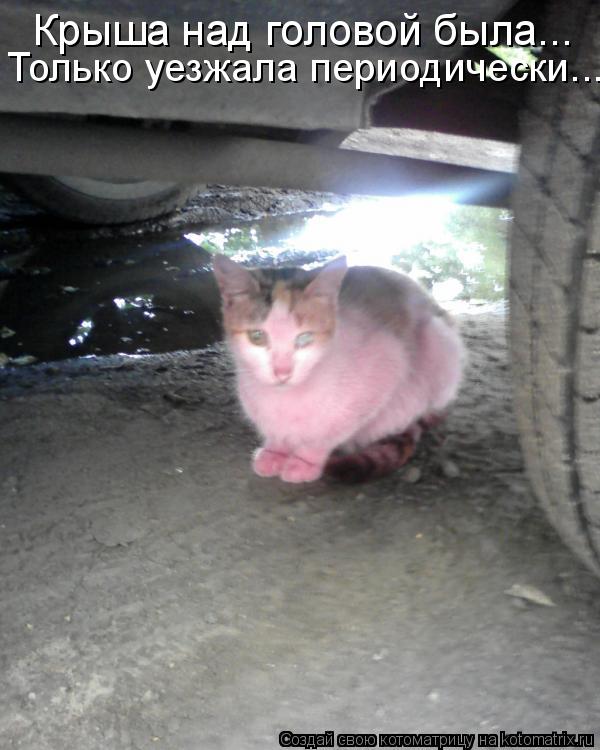 Крыша над головой была... Только уезжала периодически...... Котоматрица: Крыша над головой была... Только уезжала периодически...